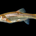 Longfin Dace - Photo (c) Tom Kennedy, some rights reserved (CC BY-NC), uploaded by Tom Kennedy