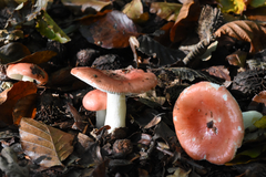 Russula nobilis