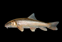 Catostomus insignis