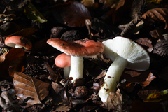 Russula nobilis