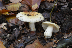 Russula