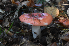 Russula nobilis