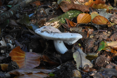 Russula