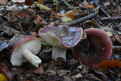 Russula