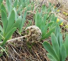 Allium nutans