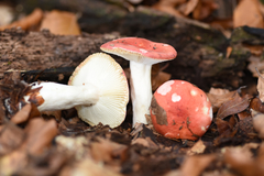 Russula nobilis