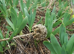 Allium nutans