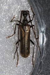 Vesperus xatarti