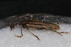 Vesperus xatarti