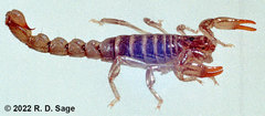 Bothriurus patagonicus