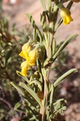 Hermannia odorata