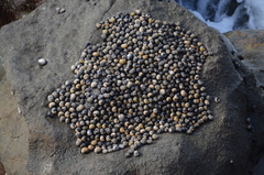Nerita scabricosta