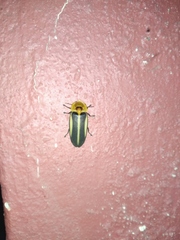 Cratomorphus diaphanus