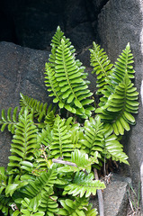 Asplenium decurrens