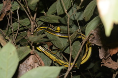 Chironius multiventris