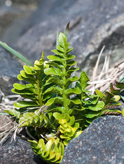 Asplenium decurrens
