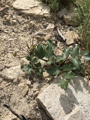 Tauschia arguta