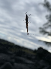 Tetragnatha hawaiensis