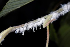 Psylla alni