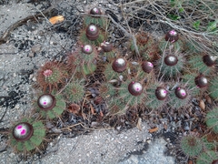 Melocactus ernestii