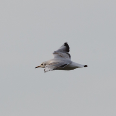 Chroicocephalus ridibundus