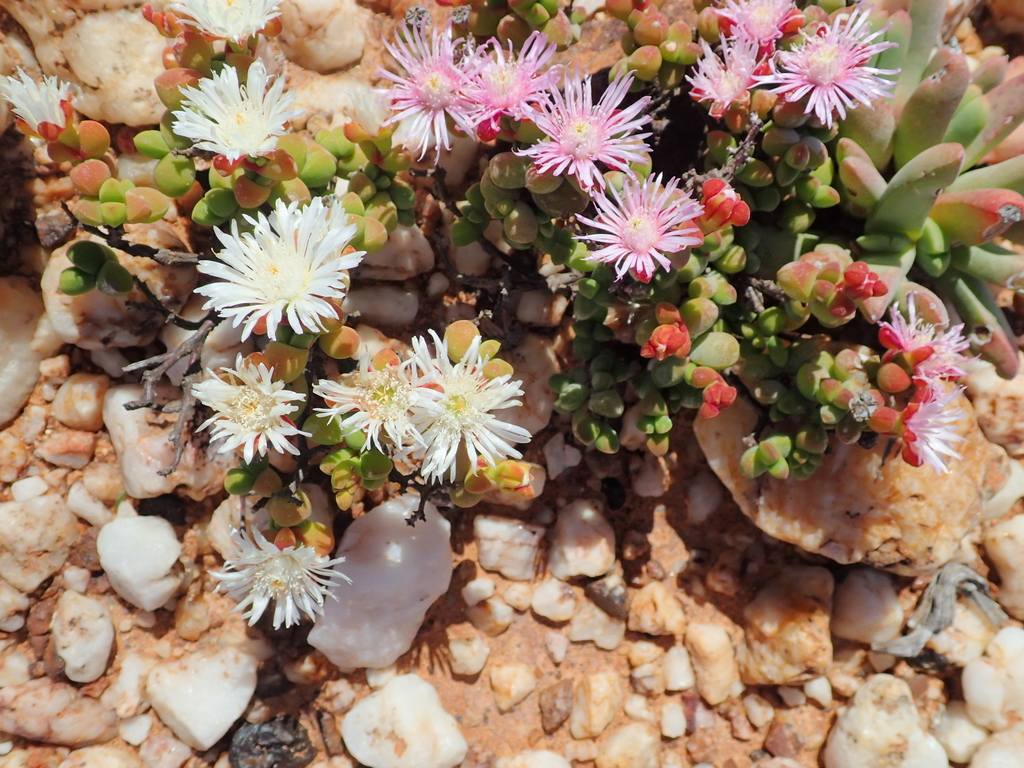 Drosanthemum diversifolium 2