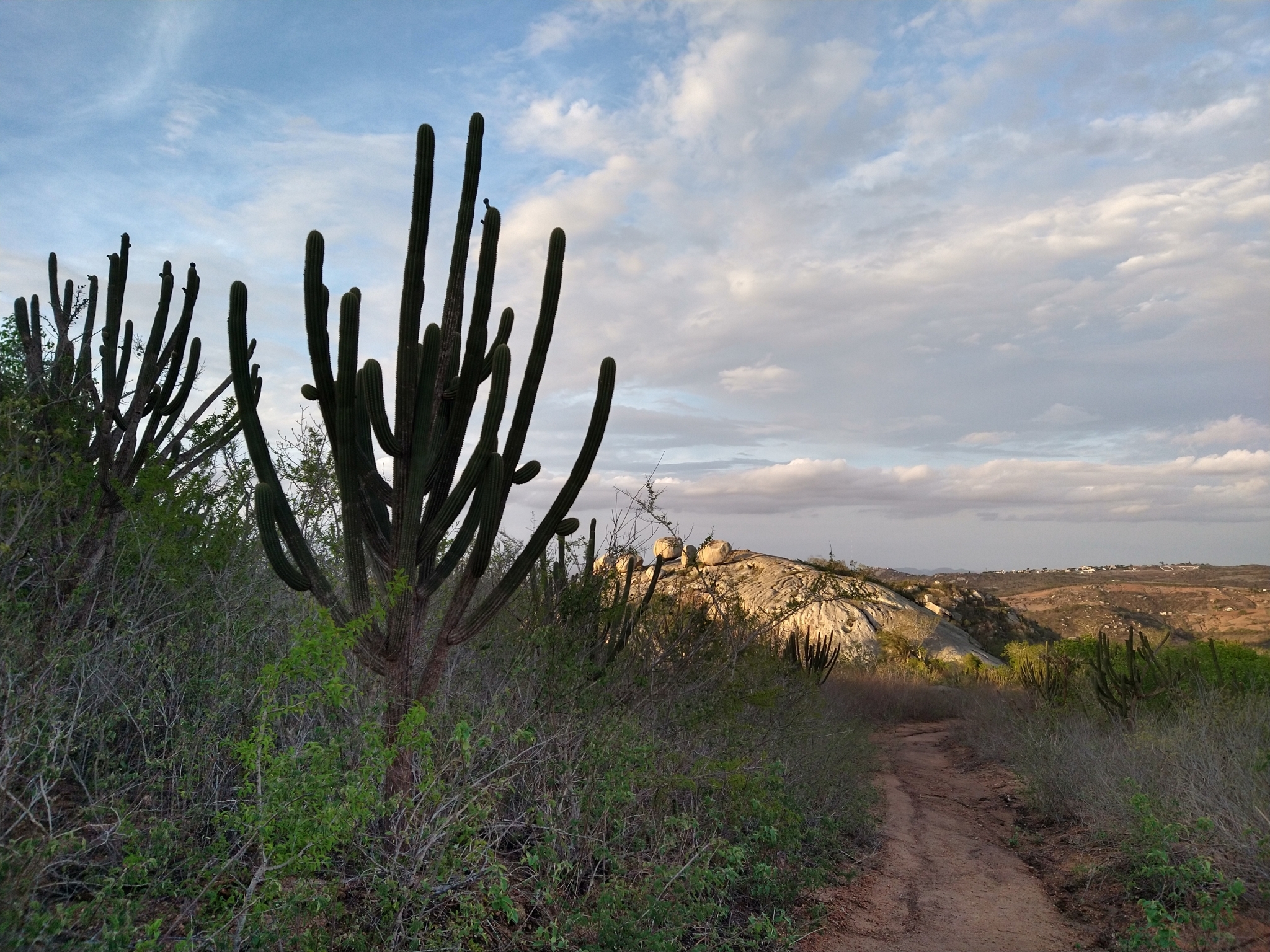 Pilosocereus pachycladus
