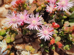Drosanthemopsis diversifolia