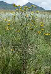 Nidorella auriculata