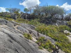 Encholirium spectabile