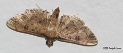 Nacoleia charesalis