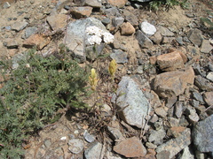 Castilleja elmeri