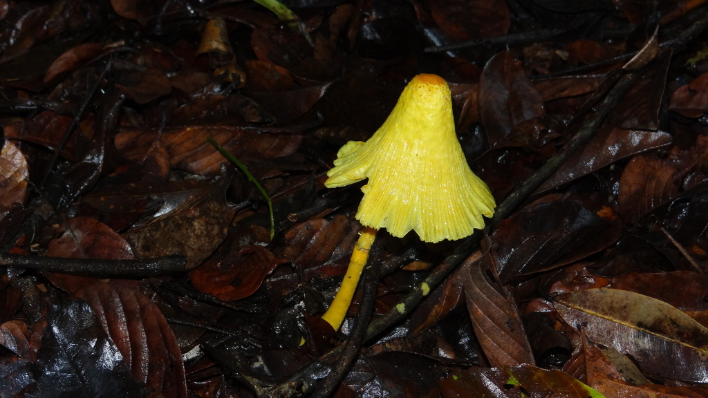 Leucocoprinus birnbaumii · May 2018 · photo: © carlosyaya77 (iNaturalist, cc-by)