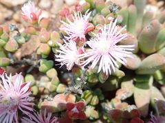 Drosanthemopsis diversifolia