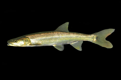 Ptychocheilus lucius