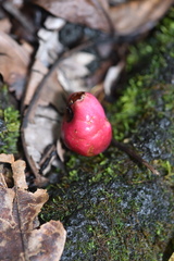 Syzygium cymosum