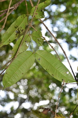 Syzygium cymosum