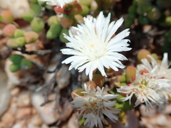 Drosanthemopsis diversifolia