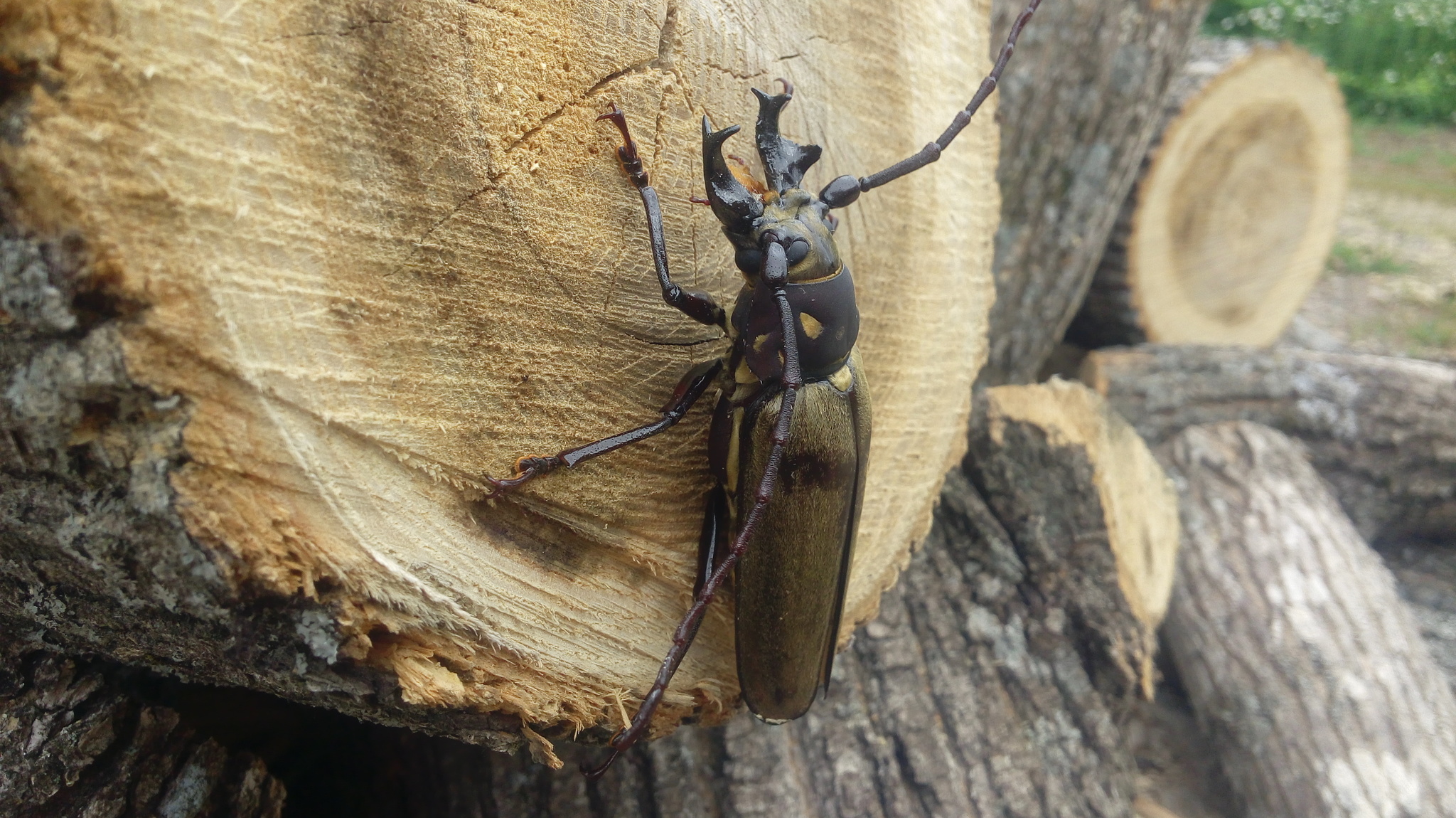 Callipogon relictus · iNaturalist