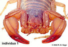Zabius fuscus