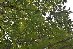 Antidesma madagascariense