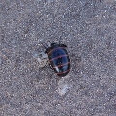 Megetra punctata
