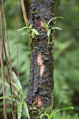 Antidesma madagascariense