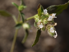 Lepidagathis incurva