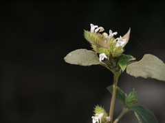 Lepidagathis incurva