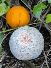 Penicillium