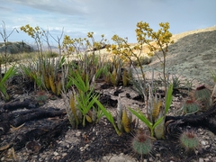 Cyrtopodium flavum