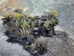 Cyrtopodium flavum