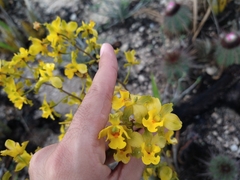Cyrtopodium flavum