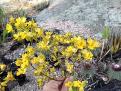 Cyrtopodium flavum